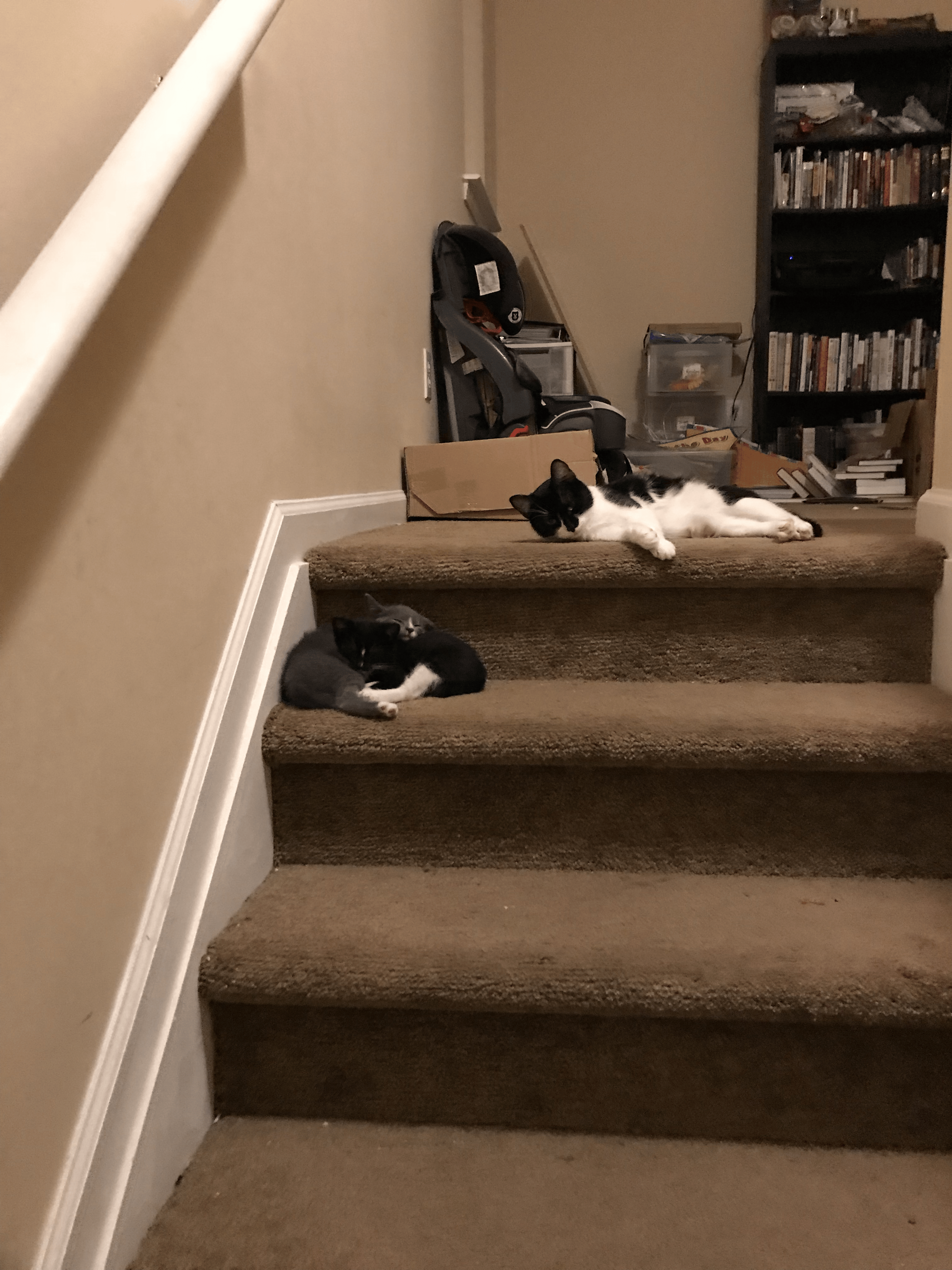 cat-family